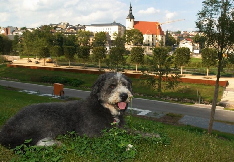 Hunde-Verbot auf der Landesgartenschau - 
              <p class="artikelinhalt">Hunde verboten: Alf durfte nur für das Foto mal ausnahmsweise Gartenschauluft schnuppern. </p>
            
