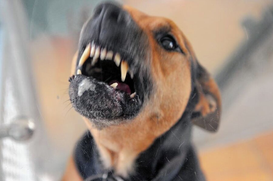 Hundeattacke am Fressnapf in Plauen: "Da hab ich nur noch um Hilfe gebrüllt" - Symbolfoto: Ein Hund steht im Tierheim in seiner Box und fletscht die Zähne. 