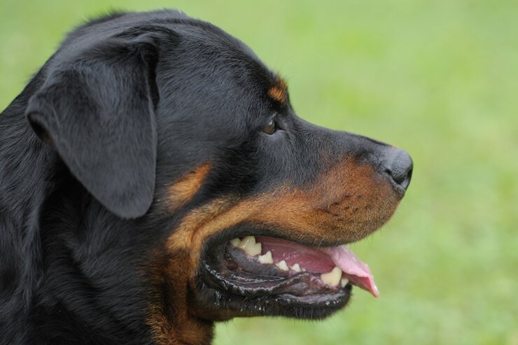 Hundeattacke in Hirschfeld: Fünfjähriger von Rottweiler ins Genick gebissen - 