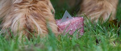 Hundehasser legen erneut Giftköder in Lengenfeld aus - Köder gespickt mit Rasierklingen oder Gift - immer wieder kommt es in Sachsen zu Angriffen auf Vierbeiner.