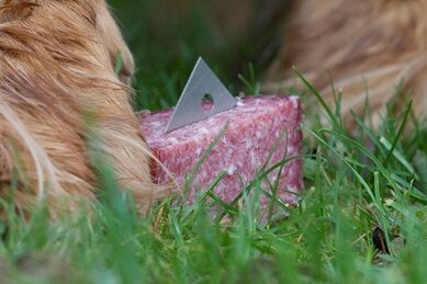 Hundehasser legen erneut Giftköder in Lengenfeld aus - Köder gespickt mit Rasierklingen oder Gift - immer wieder kommt es in Sachsen zu Angriffen auf Vierbeiner.