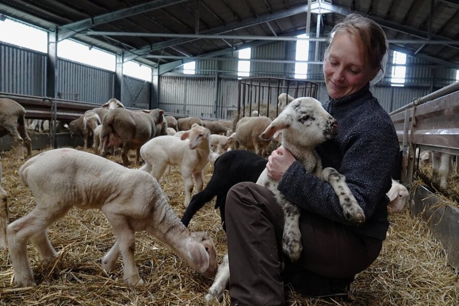 Katrin Brechler mit einem der mehr als 400 Lämmer, die seit Ende November schon in Stangengrün geboren wurden. 