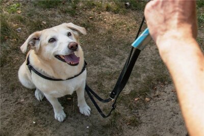 Hundesteuer: Stadtrat von Waldenburg plant Erhöhung - Hundehalter müssen in Waldenburg wahrscheinlich bald mehr bezahlen.