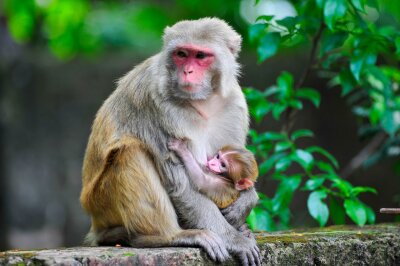 Hurrikan hat freundlichere Makaken zur Folge - Ein Rhesusaffen-Baby ist im Arm seiner Mutter.