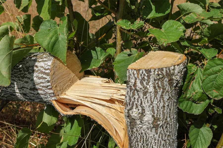Illegale Baumfällungen im Landkreis Zwickau: weitere Fälle bekannt geworden - Diese Winterlinde in Glauchau wurde einfach abgesägt.