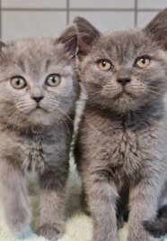 Illegaler Tiertransport endet an Grenze - Die zwei Britisch-Kurzhaar-Katzen befinden sich inzwischen in der Obhut eines Tierheims.