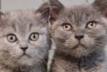 Illegaler Tiertransport endet an Grenze - Die zwei Britisch-Kurzhaar-Katzen befinden sich inzwischen in der Obhut eines Tierheims.