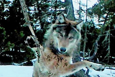Im Erzgebirge könnte es schon bald mehr Wölfe geben: Forscher hoffen auf Nachwuchs - Bitte recht freundlich: Wenn der Wolf eine Wildkamera entdeckt. 