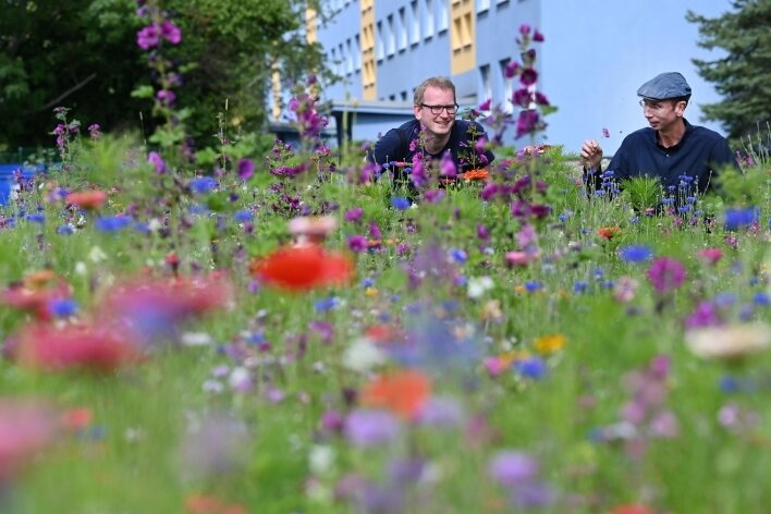 Im Heckertgebiet werden die bunten Wiesen gefeiert - Stadtteilmanager Thomas Rosner (links) und Autor Norbert Engst auf der Blühwiese, an der am Mittwoch gefeiert wird. 