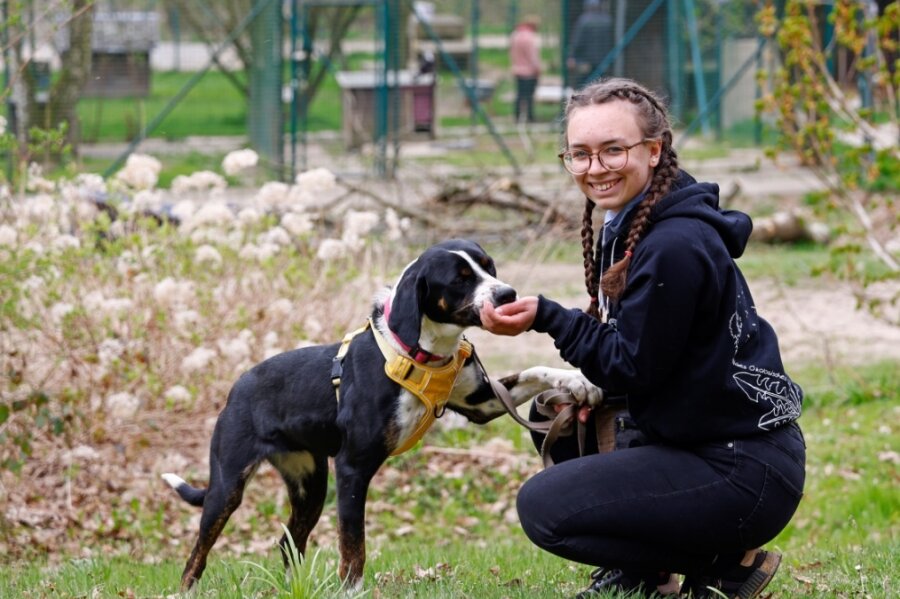 Im Tierheim Entscheidung fürs Leben getroffen - Sanjelle Stiehler aus Chemnitz absolviert ein Freiwilliges Ökologisches Jahr im Tierheim Langenberg und kümmert sich unter anderem um Hundedame Bella. 