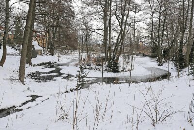 Im Tierpark Freiberg werden Bäume gefällt: Lebensraum für Amphibien wird geschaffen - Am Mittwoch beginnen an der Pferdeschwemme im Tierpark Bauarbeiten.
