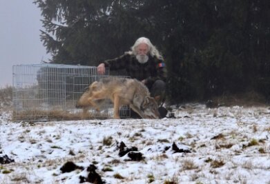 Im tschechischen Erzgebirge verunglückter Wolf: Jungtier ist wieder frei - Vilém Babiè/Rettungsstation Droserera