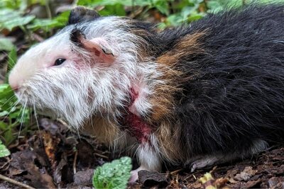 Im Wald gefunden: Plauener Tierheim sorgt sich um schwer verletztes Meerschwein - Das kleine Böckchen wurde am Samstag mit schweren Verletzungen ins Tierheim Plauen gebracht.