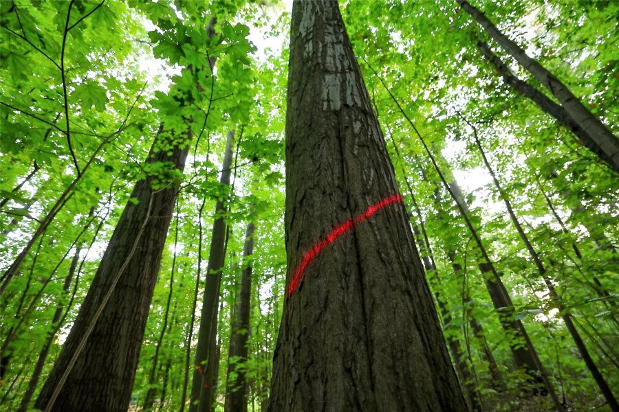 Im Wilhelm-Wunderlich-Park in Meerane wird es erst bunt und dann laut: Welche Bedeutung haben die Baum-Markierungen? - Die rote Markierung signalisiert: Die Bäume sollen zwischen Dezember 2023 und Februar 2024 gefällt werden.