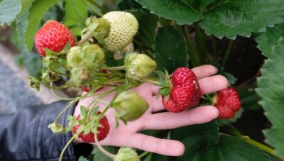 Imagewechsel für die Parzelle: Kleingärtnern soll cool werden - Erdbeeren gelten als eine der klassischen Gartenpflanzen. In diesem Jahr gibt es besonders viele von ihnen.