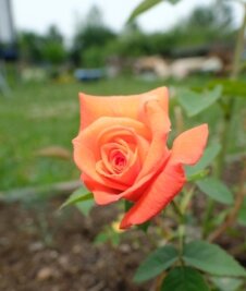 Imagewechsel für die Parzelle: Kleingärtnern soll cool werden - Zier- oder Nutzpflanze? Die Rose kann beides sein.