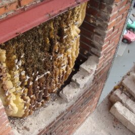 Imker bergen Bienenvolk aus Fabrikmauer - Hinter dem aufgehackten Mauerwerk verbargen sich Naturwaben, wie sie sonst nie zu sehen sind.