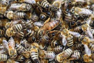 Imker in Mittelsachsen wollen Bienen stark gegen winzige Parasiten machen - Bienen auf einer Wabe. Die größere Biene ist eine Königin.