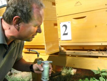 Imker und Bienen vom Aussterben bedroht - 
              <p class="artikelinhalt">Rolf Schallau hat sein Herz für Bienen vor einigen Jahren wiederentdeckt. Der Fünfzigjährige ist nun der "Spund" unter den durchweg betagten Imkern des Altkreises Auerbach. Mit einem so genannten Smoker beruhigt er hier eines der fünf Völker des Umweltzentrums, um den Einflug besser beobachten zu können. </p>
            