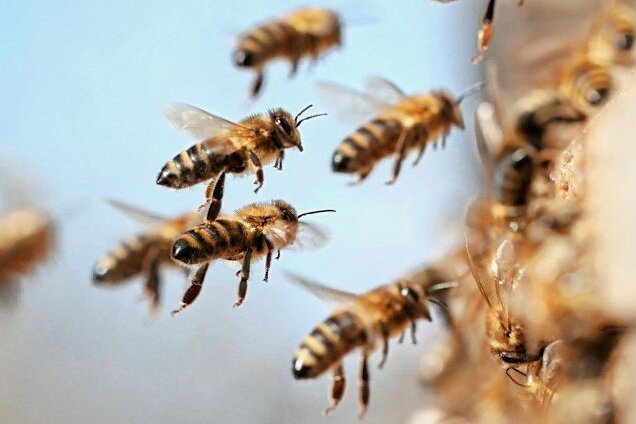 Imkerei stößt in Region auf wachsendes Interesse - Bis die Honigbienen wieder ausfliegen, vergehen noch ein paar Wochen. 