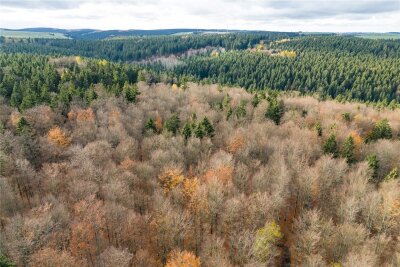 Immer noch zu trocken: Nur jeder vierte Baum in Sachsens Wäldern ohne Schäden - Laub- und Nadelbäume in einem Waldstück bei Altenberg. Sachsens Wälder sind nach Ansicht der Landesregierung in einem kritischen Zustand.