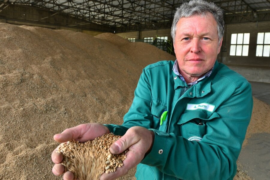 Andreas Thurm lässt in einer Halle der Agrargenossenschaft Hainichen-Pappendorf Weizen durch seine Hände rieseln. Der Getreideberg hinter ihm ist für den Verkauf bestimmt. 