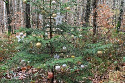 In Dänkritz glitzert mitten im Wald ein geschmückter Weihnachtsbaum - Dieser Baum trägt im Harthwald zur Weihnachtszeit wieder besonderen Schmuck.