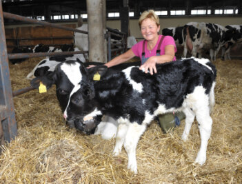 3100 Rinder stehen in der Agrofarm 2000 GmbH Eichigt, die am 9. Juli ihren 20. Geburtstag begeht. Im Foto: Annerose Fuchs, Leiterin der Tierproduktion, mit einem kürzlich geborenen Kalb und dessen Mutter.