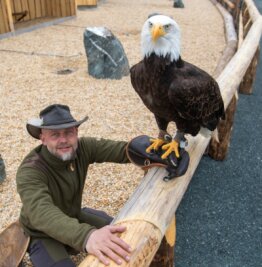 In Falknerei ziehen neue Vogelarten ein - Weißkopfseeadler Lakota nimmt mit Falknereichef Hans-Peter Herrmann probeweise an den neuen Schausitzplätzen Platz. 
