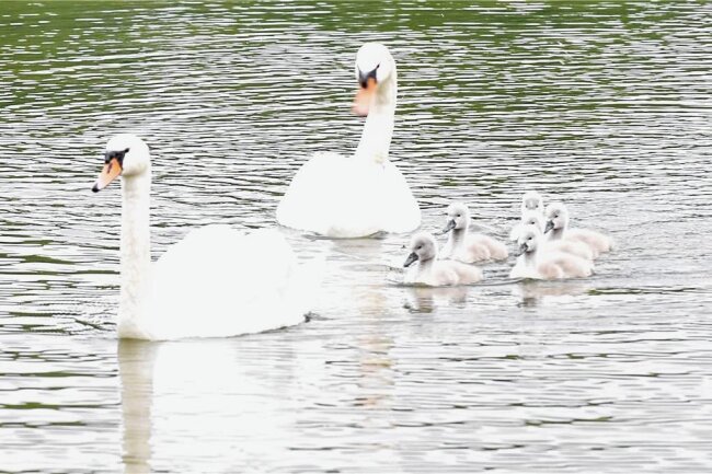 In Freiberg lässt der Frühsommer grüßen: Ganz kleine und ganz große Schwäne zu entdecken - Die Schwanenfamilie an der Badestelle des Großen Teiches in Freiberg. 