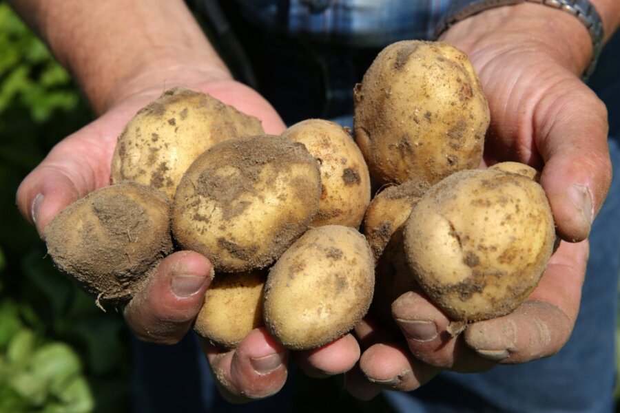 In Niederwiesa gibt es Kartoffeln aus aller Welt - 