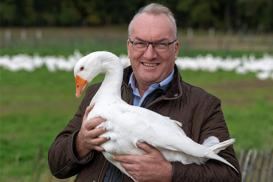 In Sachsen sind die Martinsgänse schlachtreif - Deutscher Geflügelhalter des Jahres: Lorenz Eskildsen aus Wermsdorf bei Grimma.