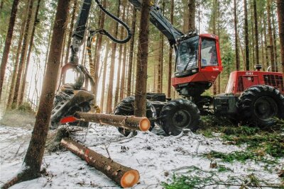 In Sachsens Wäldern sind mehr Holzdiebe als üblich unterwegs - Eine Holzerntemaschine offiziell bei der Arbeit nahe Flöha (Archiv). In Brandenburg indes wurden nun schon Holzdiebe ertappt, die ganz offen mit solchem Großgerät abholzten.