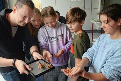 In Treuener Oberschule gehören Tiere zum Unterricht - Lehrer Max Lipfert unterrichtet seine Schüler Aileen, Stina, Finn und Mathilda (von links) in Treuen mit Hilfe von Tieren. Im Bild sind Australische Geisterschrecken zu sehen. 