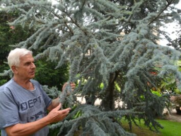 In versteckter Oase gedeihen Zeder, Palme, Baumfarn und Co. - Joachim Tirschmann an seiner Zeder - der Baum ist seit 28 Jahren im Auerbacher Garten verwurzelt. 