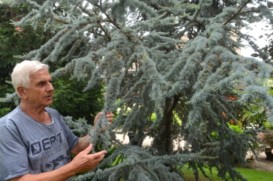 Joachim Tirschmann an seiner Zeder - der Baum ist seit 28 Jahren im Auerbacher Garten verwurzelt. 