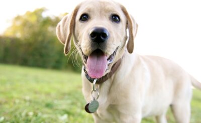 In vier Orten wird die Hundesteuer erhöht - Ein Labradorwelpe trägt eine Steuermarke am Halsband. 