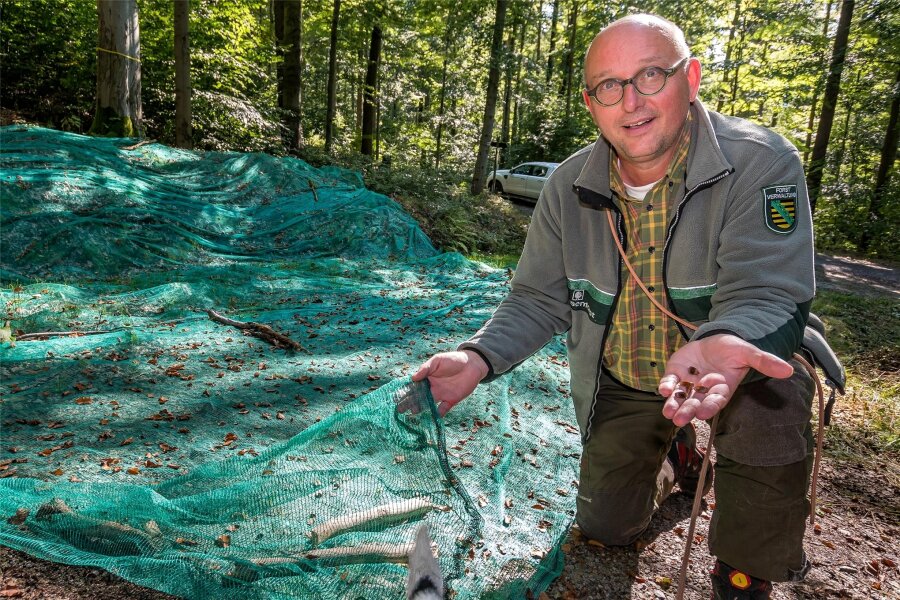 In Wäldern rund um Olbernhau werden Buchensamen gesammelt - Revierleiter Thomas Baader nimmt die ersten Bucheckern in den Netzen in Augenschein.