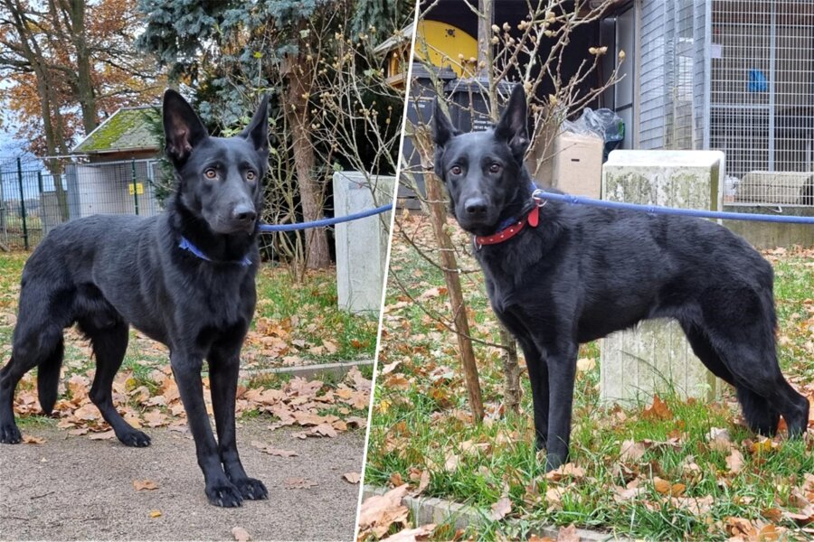 In Zwickauer Wohnung: Mussten diese Schäferhunde ein Jahr in einem Käfig hausen? - Die beiden traurigen Hunde: links der Rüde, rechts die Hündin.