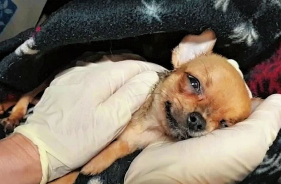 Inobhutnahme von Hunden: Plauener Tierheim geht gegen Facebook-Kritik vor - Ende Juni 2021 veröffentlichte das Plauener Tierheim ein Video von einem der beschlagnahmten Hunde auf Facebook. Viele Tiere litten an stark infektiösem Durchfall.