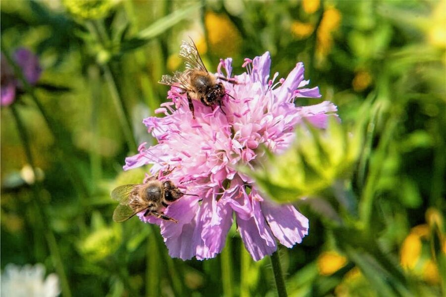 Insekten in Gefahr - eine Ausstellung im Pfaffengut Plauen - Bienen sitzen auf einer Wildblume.