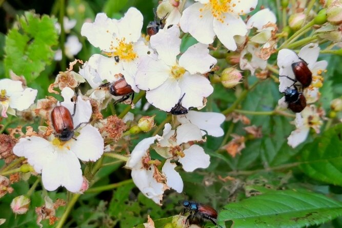 Invasion der Käfer - Der Gartenlaubkäfer befällt mit Vorliebe Rosengewächse wie diesen vielblütigen Hagebuttenstrauch im Garten von Kay Meister.