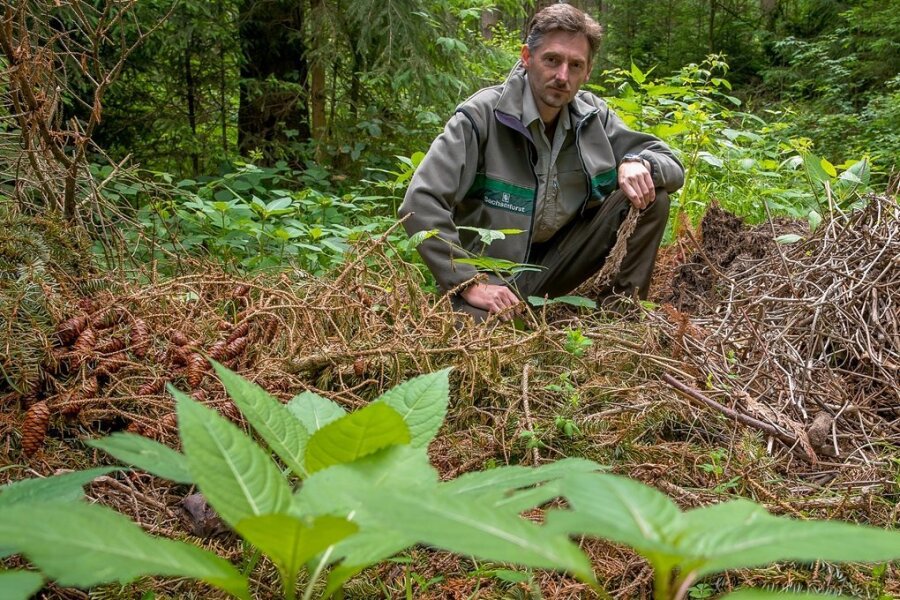 Invasives Drüsiges Springkraut wächst im Erzgebirgswald an illegalen Gartenabfallplätzen - Thomas Köhler an einem Haufen mit Gartenabfällen am Wanderweg zum Affenstein. Am Rand wächst das Drüsige Springkraut.