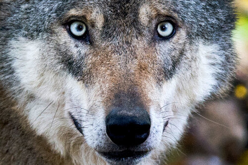 Ist der Wolf für den Menschen eine Gefahr? - 