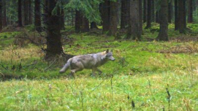 Ist nach rund 200 Jahren wieder ein Wolf in der Region sesshaft? - Das ist das vorerst letzte Foto des Wolfes, der zwischen Großrückerswalde und Rübenau ansässig geworden sein könnte. Aufgenommen wurde es am 24. November von einer Wildkamera. 
