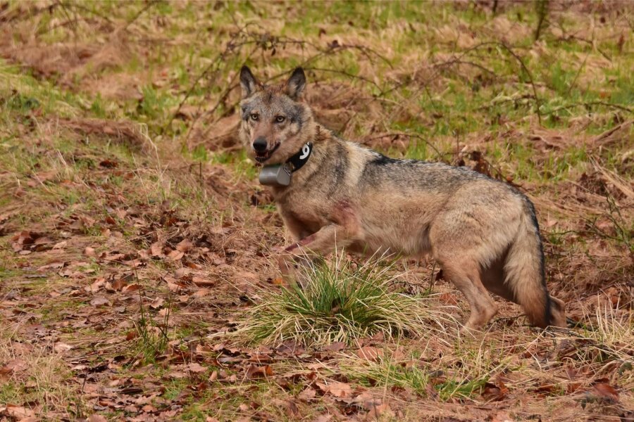 Italienischer Wolf ist im Erzgebirge aktiv - Ein Wolf steht am Rande der Böhmischen Schweiz in Tschechien, er trägt ein Sendehalsband.
