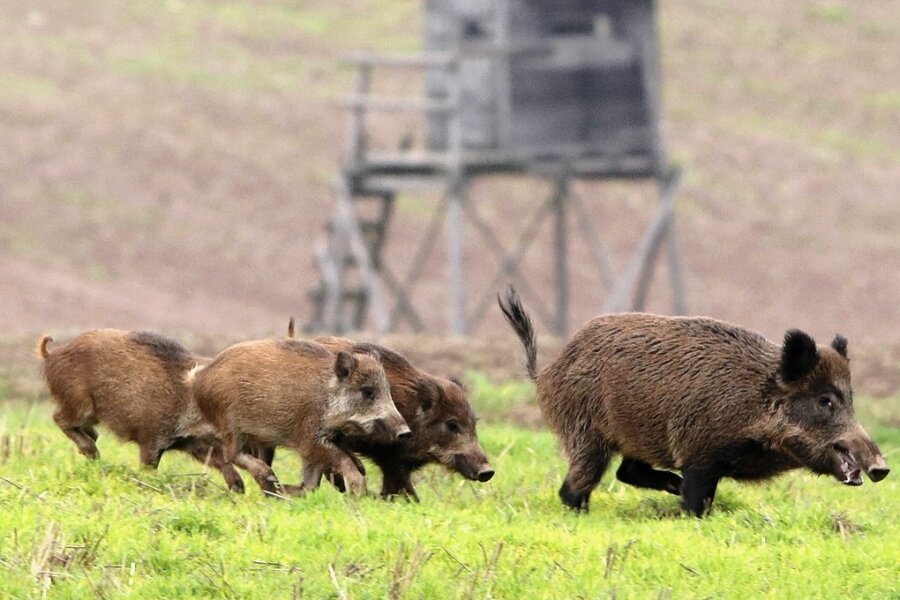 Unverändert hoch ist der Bestand an Wildschweinen. Der zurückliegende Winter hat den Tieren keine Probleme bereitet. Es war weder zu kalt, noch gab es zu wenig Nahrung. So überlebte viel Nachwuchs. 