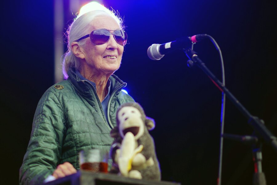 Jane Goodall macht Festival-Besuchern Mut - Jane Goodall auf der Greenpeace-Bühne beim Glastonbury Festival in Worthy Farm.