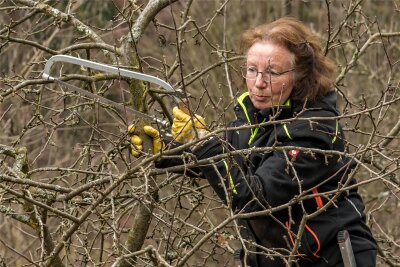 Jetzt ist die beste Zeit: Erzgebirgerin erläutert Kunst des Obstbaumschnitts - Gartenbauingenieurin Sonja Degenkolb demonstrierte den Beschnitt von Obstbäumen praktisch an einem Apfelbaum an der Naturschutzstation Pobershau.