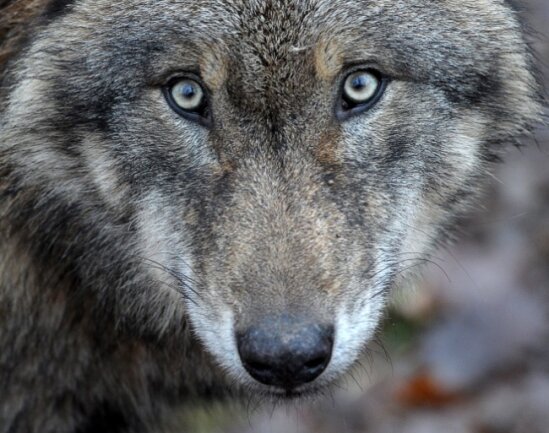 Jetzt ist es amtlich: Erstmals ein Wolf in der Region nachgewiesen - 